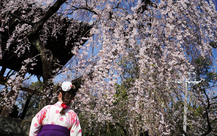 Ιαπωνία: Οι κερασιές έφθασαν σε πλήρη ανθοφορία σε χρόνο ρεκόρ