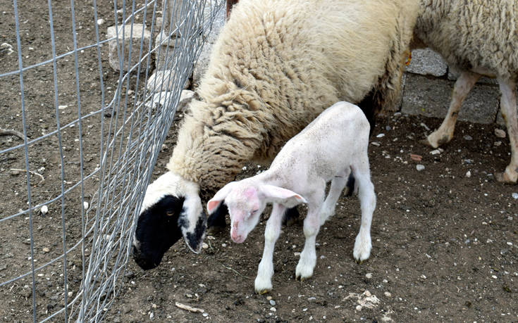 Κτηνοτρόφος βρήκε κατασπαραγμένα πρόβατα στην Αργολίδα
