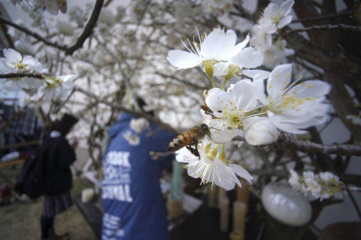 A bee flies over decorative flowers for victims of the March 11, 2011 earthquake and tsunami prior to a special memorial event in Tokyo Sunday, March 11, 2018. Japan on Sunday marked the seventh anniversary of the 2011 tsunami that killed more than 18,000 people and left a devastated coastline along the country's northeast that has still not been fully rebuilt. (AP Photo/Eugene Hoshiko) A bee flies over decorative flowers for victims of the March 11, 2011 earthquake and tsunami prior to a special memorial event in Tokyo Sunday, March 11, 2018. Japan on Sunday marked the seventh anniversary of the 2011 tsunami that killed more than 18,000 people and left a devastated coastline along the country's northeast that has still not been fully rebuilt. (AP Photo/Eugene Hoshiko)