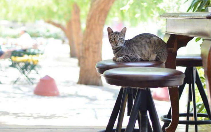 blepapagalos6_ok blepapagalos6_ok