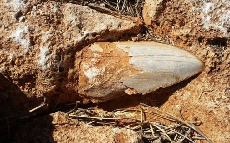 Έκλεψαν απολίθωμα-δόντι μεγαλόδοντα από τη Δυτική Αυστραλία
