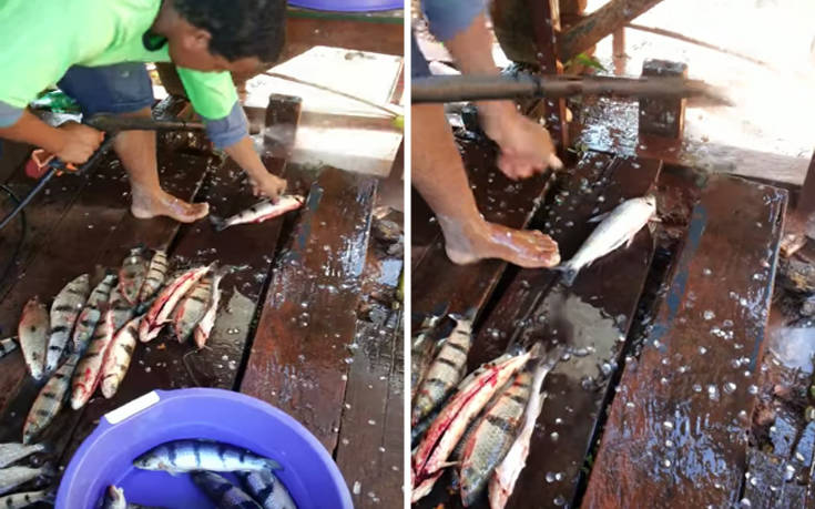 Σίγουρα δεν έχετε καθαρίσει ψάρια με αυτό τον τρόπο