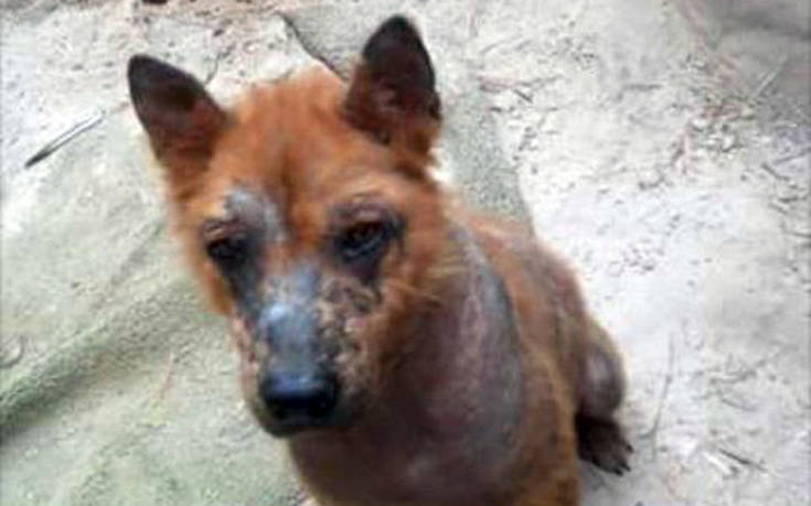 Η απόλυτη μεταμόρφωση ενός σκύλου που διασώθηκε