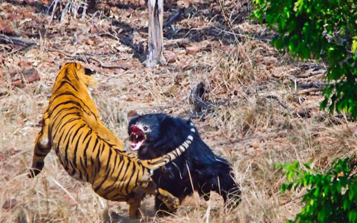 Τίγρη εναντίον αρκούδας και… όποιος αντέξει
