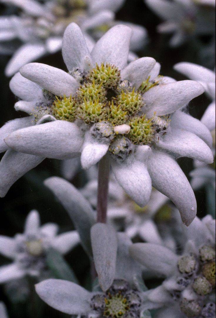 ** FILE ** Scientist Edelweiss flowers, Leontopodium alpinum, are shown in this Nov. 24, 2004 file picture taken at the Federal Research Centre in Fougeres de Conthey, Canton of Valais, Switzerland. After having domesticated the edelweiss, the research is focusing on the antioxidants the flower bears. Scientists believe that the edelweiss could possibly help to prevent some sorts of cancer and decelereate skin ageing, as swiss news agency sda reported on Friday, Feb. 4, 2005. (AP Photo/Keystone, Olivier Maire)