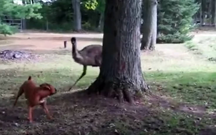 Πτηνά με άγριες διαθέσεις