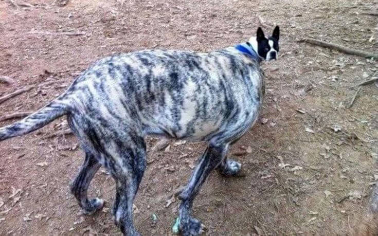 Εικόνες που μπερδεύουν