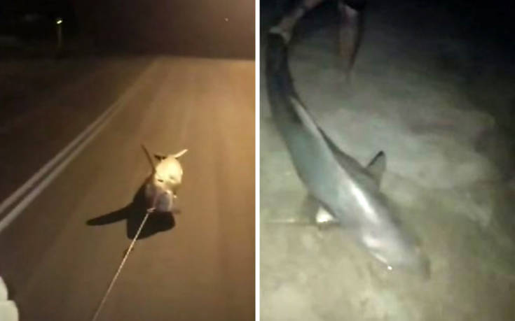 Ψαράδες έσερναν ζωντανό καρχαρία πίσω από αυτοκίνητο