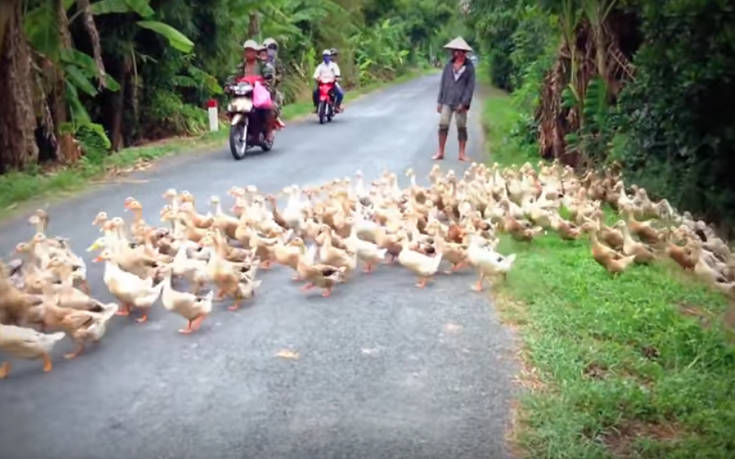 «Ποτάμι» από πάπιες διακόπτει την κυκλοφορία