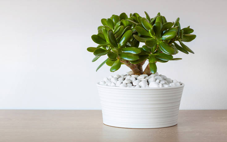 Επτά φυτά εσωτερικού χώρου που αξίζουν μια θέση στο σπίτι σου