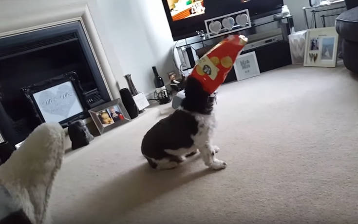 Σκύλοι σε μπελάδες και αστεία στιγμιότυπα