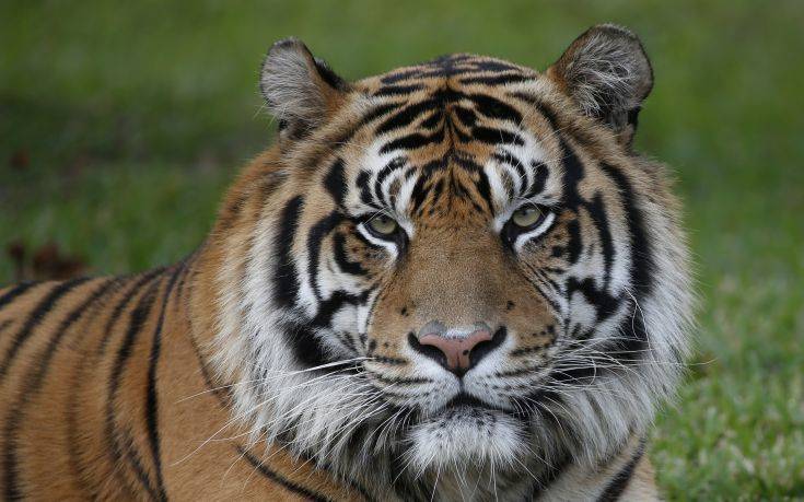 Σκότωσαν τίγρη της Σουμάτρας και κρέμασαν το σώμα της από το ταβάνι