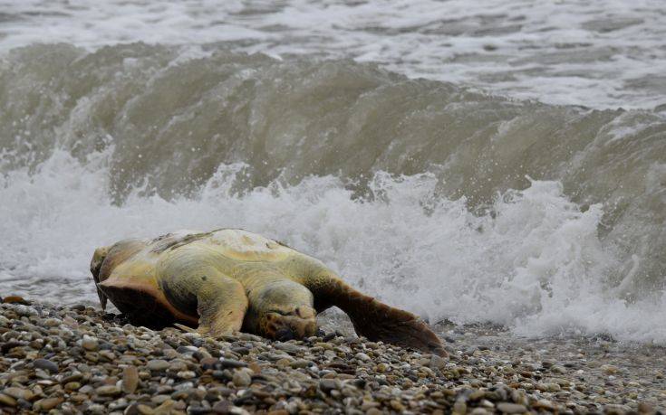 Νεκρές βρέθηκαν δύο χελώνες καρέτα-καρέτα