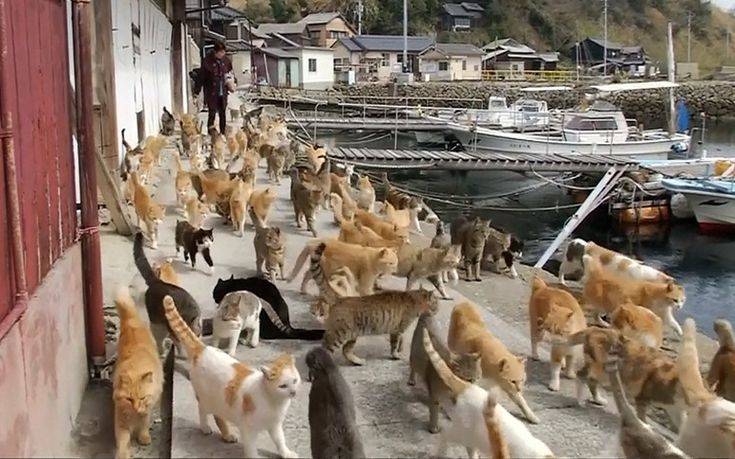 Η «πόλη των γατών» υπάρχει και βρίσκεται στην Ιαπωνία