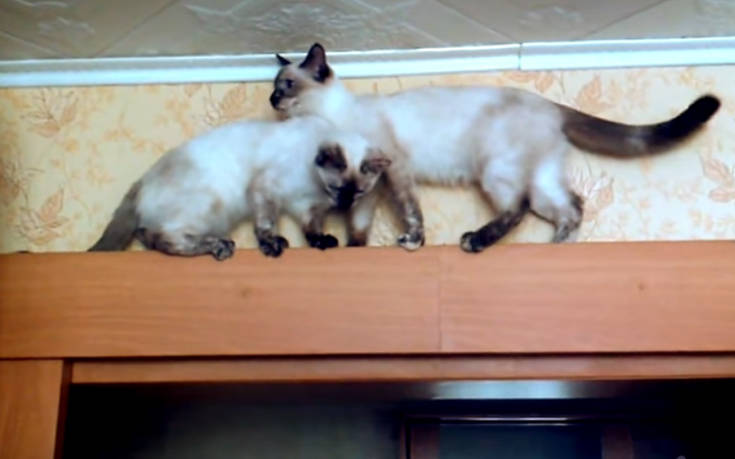 Έτσι συμπεριφέρονται δύο γάτες σε στενό χώρο