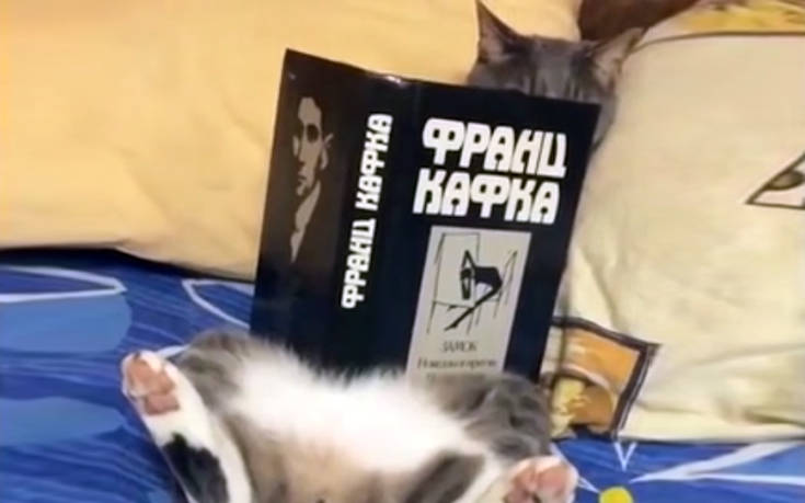 Οι γάτες έχουν πολλά ταλέντα