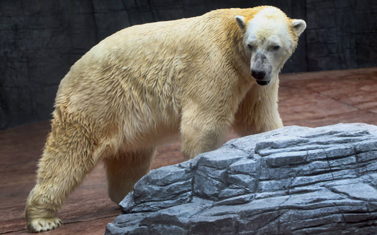 AP_519564479065 AP_519564479065