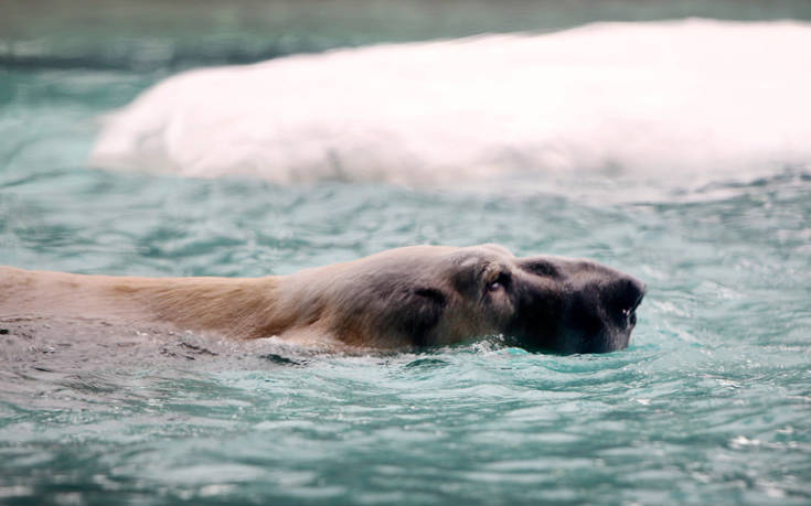 AP_843798685332 AP_843798685332