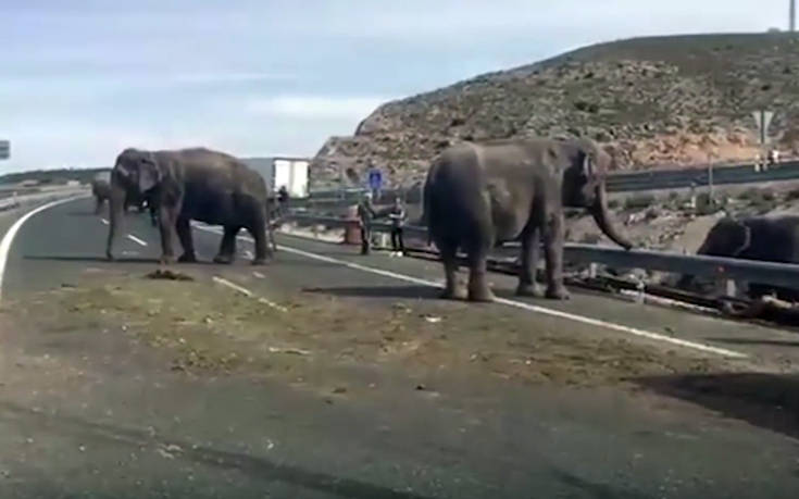 Χάος με ελέφαντες σε αυτοκινητόδρομο στην Ισπανία, ανετράπη φορτηγό τσίρκου