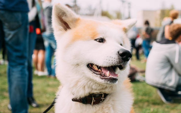 Ακίτα, μια από τις πιο λατρεμένες ράτσες σκύλων