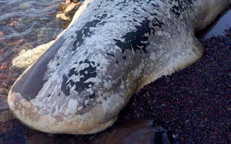 Νεκρή φάλαινα 9 μέτρων ξεβράστηκε στη Σαντορίνη