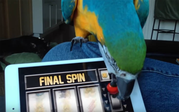 Όταν τα κατοικίδια συναντούν την τεχνολογία