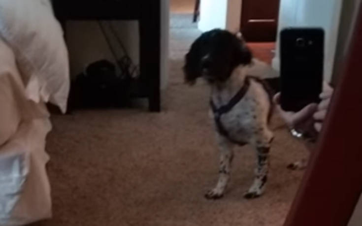 Σκυλάκι βλέπει τον εαυτό του για πρώτη φορά στον καθρέφτη