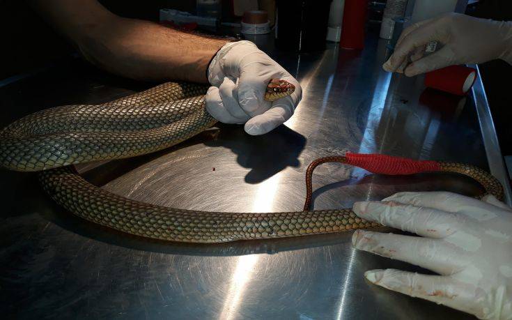 Βρέθηκε φίδι σε σούπερ μάρκετ της Θεσσαλονίκης