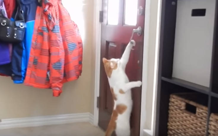 Ζώα&#8230; δραπέτες