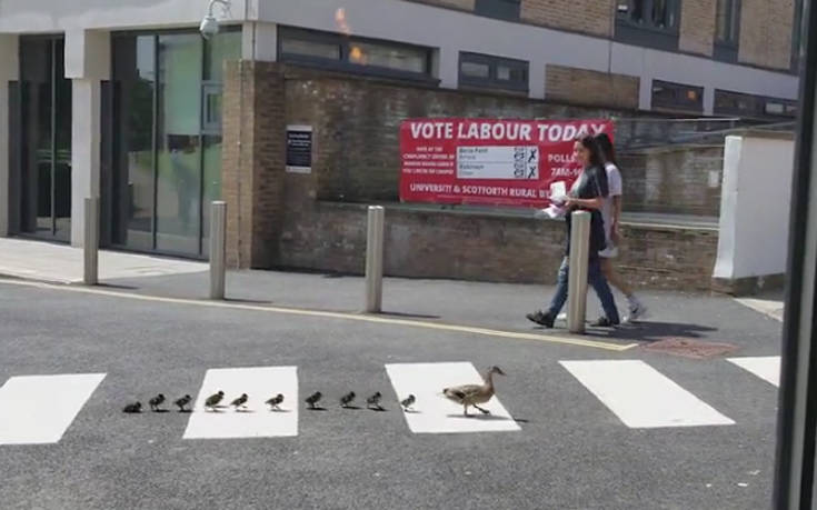 Η πάπια που τηρεί τον ΚΟΚ