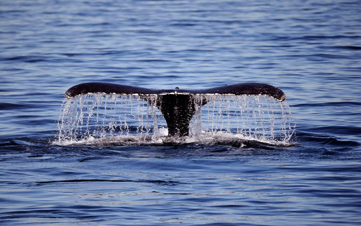 Το κουφάρι μιας φάλαινας 18 τόνων σε παραλία και οι φόβοι για έκρηξη