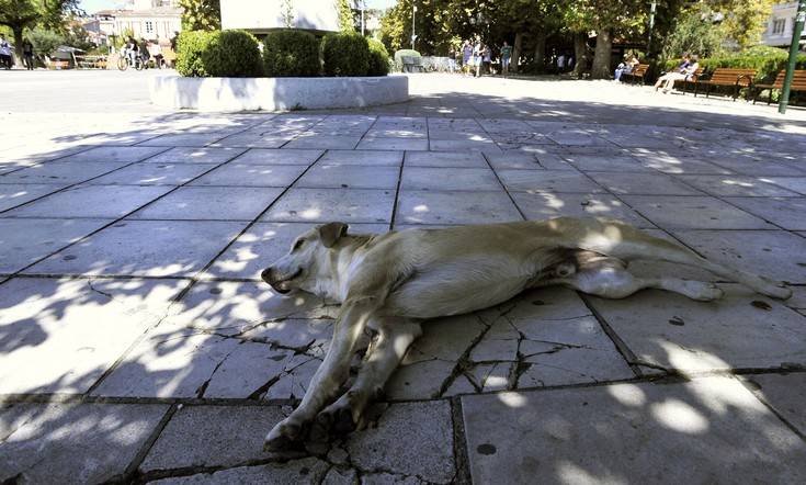 Αγοράκι παραλίγο να φάει φόλα στο Αγρίνιο