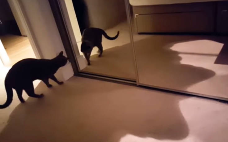 Γάτα βλέπει για πρώτη φορά τον εαυτό της στον καθρέφτη
