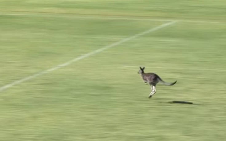 Το καγκουρό που ήθελε να&#8230; παίξει ράγκμπι