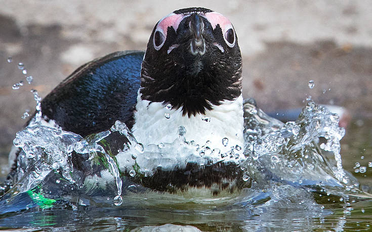 AP_18138416493758 AP_18138416493758