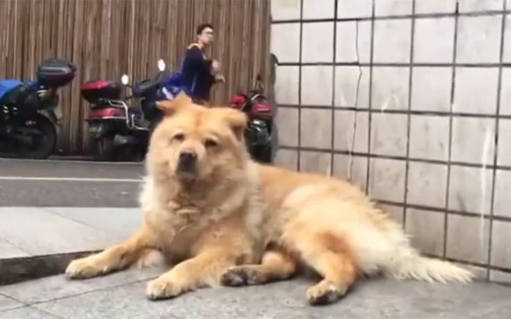 Το πιστό σκυλί που περιμένει καθημερινά το αφεντικό του στον σταθμό του τρένου