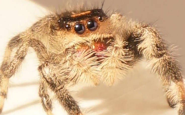 Επιστήμονες κατέγραψαν και ανέλυσαν το εκπληκτικό άλμα της αράχνης-κυνηγού