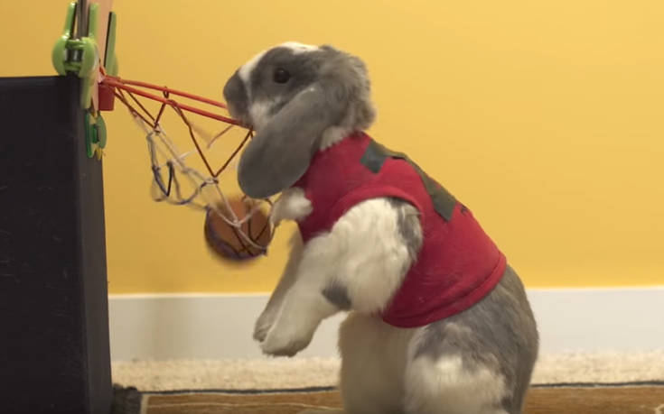 Ένα κουνέλι με ταλέντο στο μπάσκετ
