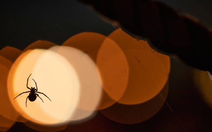 18175726321302 18175726321302