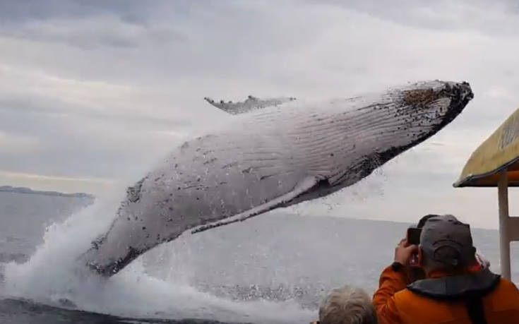 Η στενή επαφή μιας φάλαινας με τουρίστες
