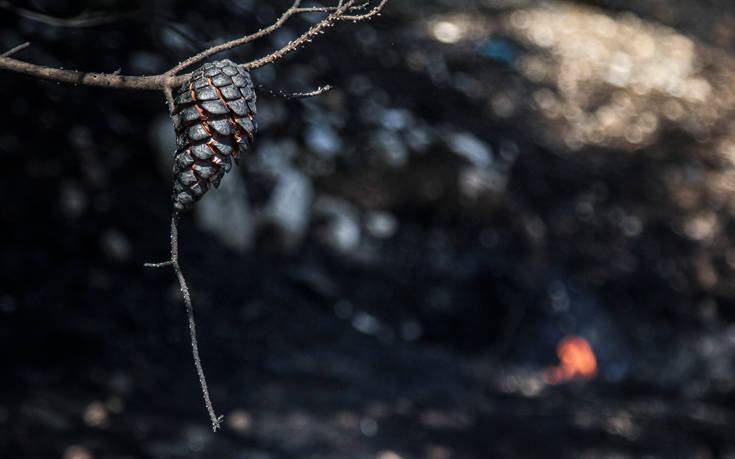 Πυρκαγιά σε αγροτοδασική έκταση στην Καστοριά