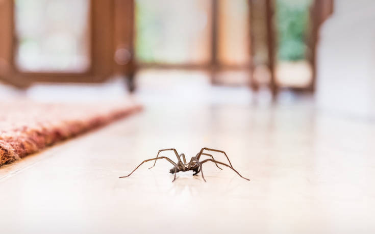 Απαλλαγείτε από τις αράχνες στο σπίτι