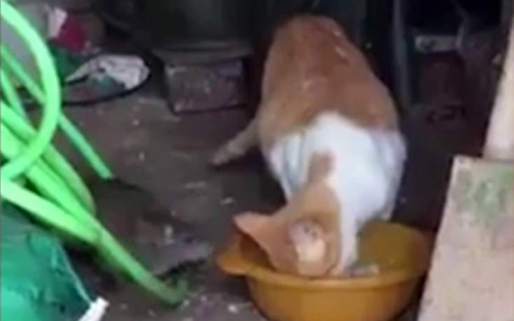 Ποντίκι δείχνει σε γάτα ποιος κάνει κουμάντο