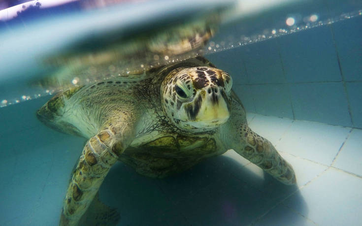 Μεγάλη πράσινη χελώνα πέθανε επειδή κατάπιε πλαστικό