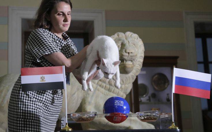 ΓΑΤΟΣ ΑΧΙΛΛΕΑΣ ΓΑΤΟΣ ΑΧΙΛΛΕΑΣ