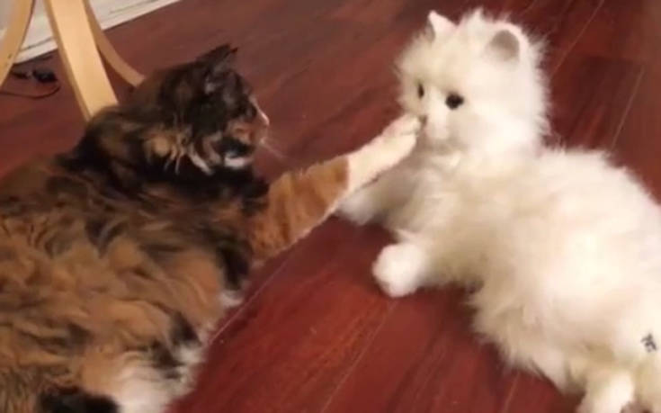 Αληθινά ζώα απέναντι σε λούτρινα