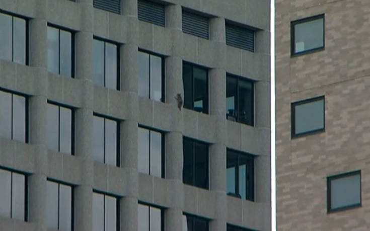 Ρακούν σκαρφαλώνει σε ουρανοξύστη και το Τwitter παρακολουθεί με κομμένη την ανάσα
