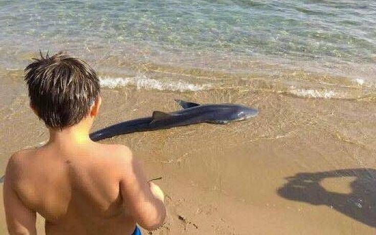Καρχαρίας βγήκε στα ρηχά σε παραλία των Χανίων