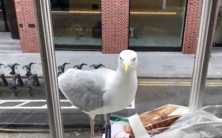 Γλάρος θέλει να φάει αλλά μεσολαβεί&#8230; ένα παράθυρο