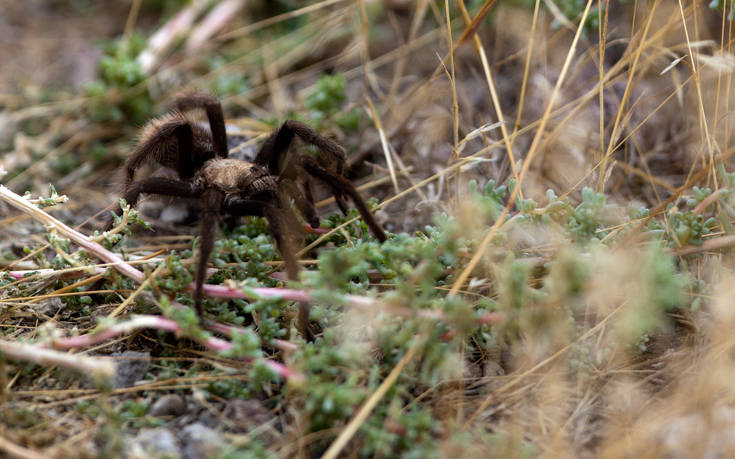 Δύο τεράστιες αράχνες σκορπούν τον τρόμο στο Ντέρμπισαϊρ